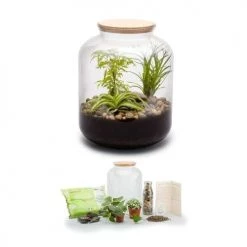 Naturalys Plantes D'intérieur Et Fleurs D'intérieur Kit Terrarium Plantes Bonbonne Mix S (24 X 31 Cm) -Parasols Soldes Magasin kit terrarium plantes bonbonne mix s 24 x 31 cm 2