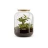 Naturalys Plantes D'intérieur Et Fleurs D'intérieur Kit Terrarium Plantes Bonbonne S (25 X 31 Cm) -Parasols Soldes Magasin kit terrarium plantes bonbonne s 25 x 31 cm
