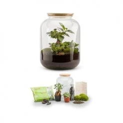 Naturalys Plantes D'intérieur Et Fleurs D'intérieur Kit Terrarium Plantes Bonbonne S (25 X 31 Cm) -Parasols Soldes Magasin kit terrarium plantes bonbonne s 25 x 31 cm 2