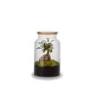 Naturalys Plantes D'intérieur Et Fleurs D'intérieur Kit Terrarium Plantes Jungle Ginseng -Parasols Soldes Magasin kit terrarium plantes jungle ginseng
