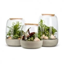Naturalys Plantes D'intérieur Et Fleurs D'intérieur Kit Terrarium Plantes Opendo L (23 X 36 Cm) 7 Naturalys Plantes D'intérieur Et Fleurs D'intérieur Kit Terrarium Plantes Opendo L (23 X 36 Cm) -Parasols Soldes Magasin kit terrarium plantes opendo l 23 x 36 cm 1