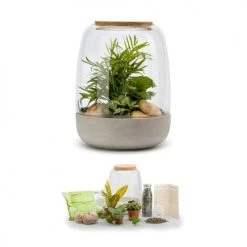 Naturalys Plantes D'intérieur Et Fleurs D'intérieur Kit Terrarium Plantes Opendo M (24 X 31 Cm) 8 Naturalys Plantes D'intérieur Et Fleurs D'intérieur Kit Terrarium Plantes Opendo M (24 X 31 Cm) -Parasols Soldes Magasin kit terrarium plantes opendo m 24 x 31 cm 1
