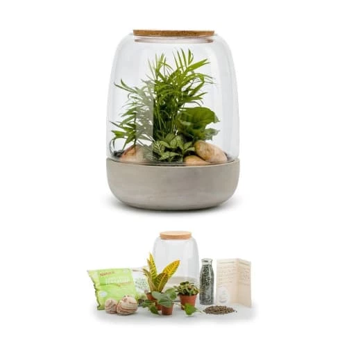 Naturalys Plantes D'intérieur Et Fleurs D'intérieur Kit Terrarium Plantes Opendo M (24 X 31 Cm) 5 Naturalys Plantes D'intérieur Et Fleurs D'intérieur Kit Terrarium Plantes Opendo M (24 X 31 Cm) – Image 3