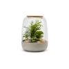 Naturalys Plantes D'intérieur Et Fleurs D'intérieur Kit Terrarium Plantes Opendo M (24 X 31 Cm) -Parasols Soldes Magasin kit terrarium plantes opendo m 24 x 31 cm