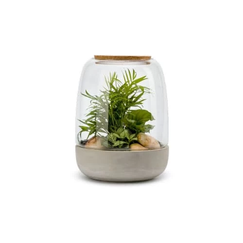 Naturalys Plantes D'intérieur Et Fleurs D'intérieur Kit Terrarium Plantes Opendo M (24 X 31 Cm) 3 Naturalys Plantes D'intérieur Et Fleurs D'intérieur Kit Terrarium Plantes Opendo M (24 X 31 Cm)