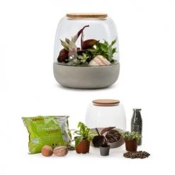Naturalys Plantes D'intérieur Et Fleurs D'intérieur Kit Terrarium Plantes Opendo S (23 X 25 Cm) 8 Naturalys Plantes D'intérieur Et Fleurs D'intérieur Kit Terrarium Plantes Opendo S (23 X 25 Cm) -Parasols Soldes Magasin kit terrarium plantes opendo s 23 x 25 cm 1