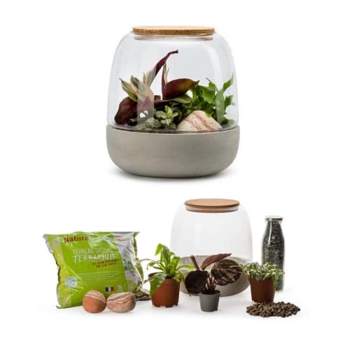 Naturalys Plantes D'intérieur Et Fleurs D'intérieur Kit Terrarium Plantes Opendo S (23 X 25 Cm) 5 Naturalys Plantes D'intérieur Et Fleurs D'intérieur Kit Terrarium Plantes Opendo S (23 X 25 Cm) – Image 3