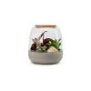Naturalys Plantes D'intérieur Et Fleurs D'intérieur Kit Terrarium Plantes Opendo S (23 X 25 Cm) -Parasols Soldes Magasin kit terrarium plantes opendo s 23 x 25 cm