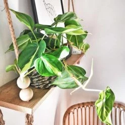 Réconciliation Végétale Plantes D'intérieur Et Fleurs D'intérieur Lierre Du Diable Sans Cache-pot -Parasols Soldes Magasin lierre du diable sans cache pot 2