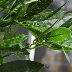 Outsunny Plantes D'intérieur Et Fleurs D'intérieur Lot De 2 Lauriers Boules Artificiels H.1,20H M Pot Inclus Noir Vert 11 Outsunny Plantes D'intérieur Et Fleurs D'intérieur Lot De 2 Lauriers Boules Artificiels H.1,20H M Pot Inclus Noir Vert -Parasols Soldes Magasin lot de 2 lauriers boules artificiels h 1 20h m pot inclus noir vert 3