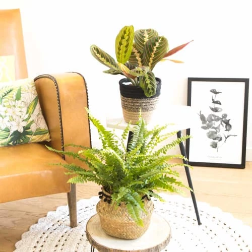 Réconciliation Végétale Plantes D'intérieur Et Fleurs D'intérieur Lot De 2 Plantes Dépolluantes Sans Cache-pot 4 Réconciliation Végétale Plantes D'intérieur Et Fleurs D'intérieur Lot De 2 Plantes Dépolluantes Sans Cache-pot – Image 2