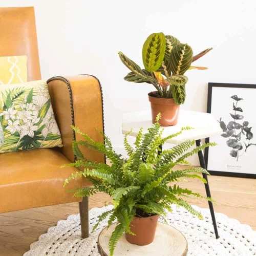 Réconciliation Végétale Plantes D'intérieur Et Fleurs D'intérieur Lot De 2 Plantes Dépolluantes Sans Cache-pot 3 Réconciliation Végétale Plantes D'intérieur Et Fleurs D'intérieur Lot De 2 Plantes Dépolluantes Sans Cache-pot