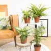 Réconciliation Végétale Plantes D'intérieur Et Fleurs D'intérieur Lot De 4 Plantes Dépolluantes Sans Cache-pot -Parasols Soldes Magasin lot de 4 plantes depolluantes sans cache pot