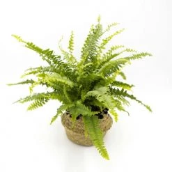 Réconciliation Végétale Plantes D'intérieur Et Fleurs D'intérieur Lot De 4 Plantes Dépolluantes Sans Cache-pot -Parasols Soldes Magasin lot de 4 plantes depolluantes sans cache pot 2