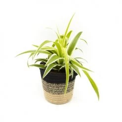 Réconciliation Végétale Plantes D'intérieur Et Fleurs D'intérieur Lot De 4 Plantes Dépolluantes Sans Cache-pot -Parasols Soldes Magasin lot de 4 plantes depolluantes sans cache pot 3