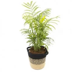 Réconciliation Végétale Plantes D'intérieur Et Fleurs D'intérieur Lot De 4 Plantes Dépolluantes Sans Cache-pot -Parasols Soldes Magasin lot de 4 plantes depolluantes sans cache pot 4