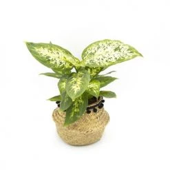 Réconciliation Végétale Plantes D'intérieur Et Fleurs D'intérieur Lot De 4 Plantes Dépolluantes Sans Cache-pot -Parasols Soldes Magasin lot de 4 plantes depolluantes sans cache pot 5