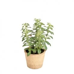 Sia Deco Plantes D'intérieur Et Fleurs D'intérieur Mini Cactus En Pot