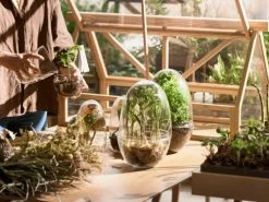 Design House Stockholm Plantes D'intérieur Et Fleurs D'intérieur Mini-serre Grow Verre Fait à La Main Transparent L -Parasols Soldes Magasin mini serre grow verre fait a la main transparent l 3