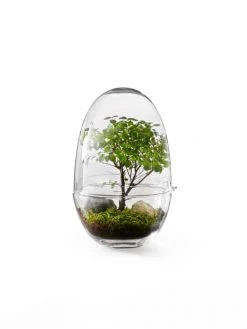 Design House Stockholm Plantes D'intérieur Et Fleurs D'intérieur Mini-serre Grow Verre Fait à La Main Transparent XL