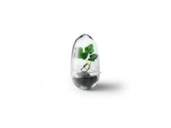 Design House Stockholm Plantes D'intérieur Et Fleurs D'intérieur Mini-serre Grow Verre Soufflé Transparent S