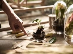 Design House Stockholm Plantes D'intérieur Et Fleurs D'intérieur Mini-serre Grow Verre Soufflé Transparent S -Parasols Soldes Magasin mini serre grow verre souffle transparent s 4