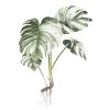 Mica Decorations Plantes D'intérieur Et Fleurs D'intérieur Monstera Artificielle Verte Panaché H43