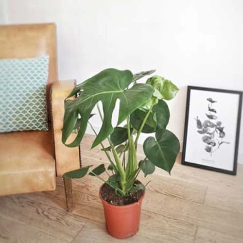Réconciliation Végétale Plantes D'intérieur Et Fleurs D'intérieur Monstera Plante D'intérieur Avec Cache-pot 4 Réconciliation Végétale Plantes D'intérieur Et Fleurs D'intérieur Monstera Plante D'intérieur Avec Cache-pot – Image 2