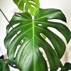 Réconciliation Végétale Plantes D'intérieur Et Fleurs D'intérieur Monstera Plante D'intérieur Avec Cache-pot 10 Réconciliation Végétale Plantes D'intérieur Et Fleurs D'intérieur Monstera Plante D'intérieur Avec Cache-pot -Parasols Soldes Magasin monstera plante d interieur avec cache pot 2