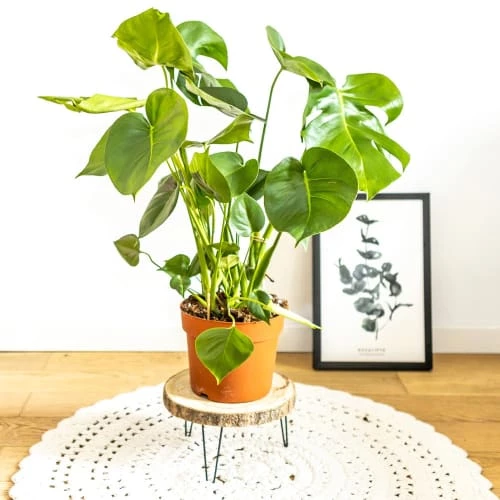Réconciliation Végétale Plantes D'intérieur Et Fleurs D'intérieur Monstera Plante D'intérieur Avec Cache-pot 6 Réconciliation Végétale Plantes D'intérieur Et Fleurs D'intérieur Monstera Plante D'intérieur Avec Cache-pot – Image 4