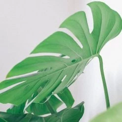 Réconciliation Végétale Plantes D'intérieur Et Fleurs D'intérieur Monstera Plante D'intérieur Avec Cache-pot 12 Réconciliation Végétale Plantes D'intérieur Et Fleurs D'intérieur Monstera Plante D'intérieur Avec Cache-pot -Parasols Soldes Magasin monstera plante d interieur avec cache pot 4