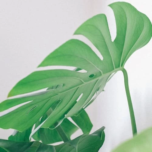 Réconciliation Végétale Plantes D'intérieur Et Fleurs D'intérieur Monstera Plante D'intérieur Avec Cache-pot 7 Réconciliation Végétale Plantes D'intérieur Et Fleurs D'intérieur Monstera Plante D'intérieur Avec Cache-pot – Image 5