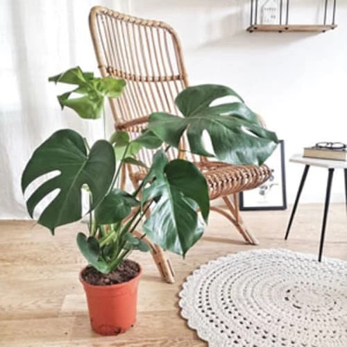 Réconciliation Végétale Plantes D'intérieur Et Fleurs D'intérieur Monstera Plante D'intérieur Avec Cache-pot 3 Réconciliation Végétale Plantes D'intérieur Et Fleurs D'intérieur Monstera Plante D'intérieur Avec Cache-pot