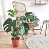 Réconciliation Végétale Plantes D'intérieur Et Fleurs D'intérieur Monstera Plante D'intérieur Sans Cache-pot 2 Réconciliation Végétale Plantes D'intérieur Et Fleurs D'intérieur Monstera Plante D'intérieur Sans Cache-pot -Parasols Soldes Magasin monstera plante d interieur sans cache pot