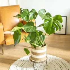 Réconciliation Végétale Plantes D'intérieur Et Fleurs D'intérieur Monstera Plante D'intérieur Sans Cache-pot -Parasols Soldes Magasin monstera plante d interieur sans cache pot 3