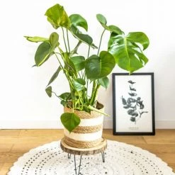 Réconciliation Végétale Plantes D'intérieur Et Fleurs D'intérieur Monstera Plante D'intérieur Sans Cache-pot -Parasols Soldes Magasin monstera plante d interieur sans cache pot 4