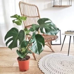 Réconciliation Végétale Plantes D'intérieur Et Fleurs D'intérieur Monstera Plante D'intérieur Sans Cache-pot -Parasols Soldes Magasin monstera plante d interieur sans cache pot 5