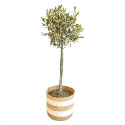 Réconciliation Végétale Plantes D'intérieur Et Fleurs D'intérieur Olivier Provençal Sans Cache-pot -Parasols Soldes Magasin olivier provencal sans cache pot 2