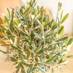 Réconciliation Végétale Plantes D'intérieur Et Fleurs D'intérieur Olivier Provençal Sans Cache-pot -Parasols Soldes Magasin olivier provencal sans cache pot 3