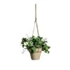 Sia Deco Plantes D'intérieur Et Fleurs D'intérieur Oxalis En Pot à Suspendre -Parasols Soldes Magasin oxalis en pot a suspendre
