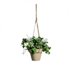 Sia Deco Plantes D'intérieur Et Fleurs D'intérieur Oxalis En Pot à Suspendre