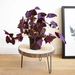 Réconciliation Végétale Plantes D'intérieur Et Fleurs D'intérieur Oxalis Plante D'intérieur Sans Cache-pot -Parasols Soldes Magasin oxalis plante d interieur sans cache pot 1