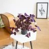 Réconciliation Végétale Plantes D'intérieur Et Fleurs D'intérieur Oxalis Plante D'intérieur Sans Cache-pot -Parasols Soldes Magasin oxalis plante d interieur sans cache pot