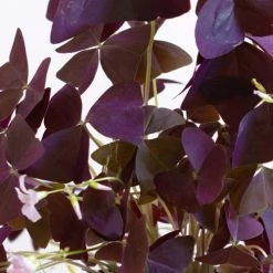 Réconciliation Végétale Plantes D'intérieur Et Fleurs D'intérieur Oxalis Plante D'intérieur Sans Cache-pot -Parasols Soldes Magasin oxalis plante d interieur sans cache pot 2