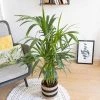Réconciliation Végétale Plantes D'intérieur Et Fleurs D'intérieur Palmier D'intérieur Avec Cache-pot -Parasols Soldes Magasin palmier d interieur avec cache pot