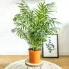 Réconciliation Végétale Plantes D'intérieur Et Fleurs D'intérieur Palmier D'intérieur Chamaedorea Sans Cache-pot -Parasols Soldes Magasin palmier d interieur chamaedorea sans cache pot
