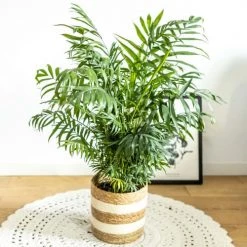 Réconciliation Végétale Plantes D'intérieur Et Fleurs D'intérieur Palmier D'intérieur Chamaedorea Sans Cache-pot -Parasols Soldes Magasin palmier d interieur chamaedorea sans cache pot 2