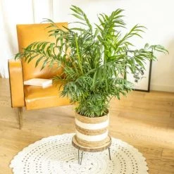 Réconciliation Végétale Plantes D'intérieur Et Fleurs D'intérieur Palmier D'intérieur Chamaedorea Sans Cache-pot -Parasols Soldes Magasin palmier d interieur chamaedorea sans cache pot 3