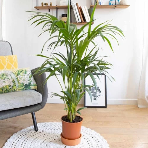 Réconciliation Végétale Plantes D'intérieur Et Fleurs D'intérieur Palmier D'intérieur Sans Cache-pot 4 Réconciliation Végétale Plantes D'intérieur Et Fleurs D'intérieur Palmier D'intérieur Sans Cache-pot – Image 2