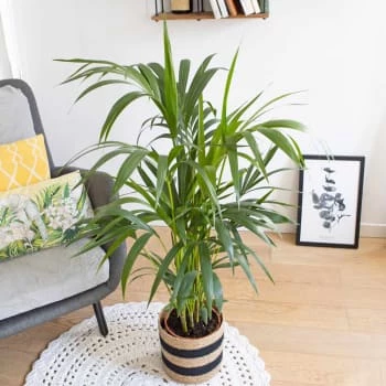 Réconciliation Végétale Plantes D'intérieur Et Fleurs D'intérieur Palmier D'intérieur Avec Cache-pot 7 Réconciliation Végétale Plantes D'intérieur Et Fleurs D'intérieur Palmier D'intérieur Avec Cache-pot – Image 5